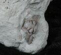 Partial Flexicalymene Trilobite Molt From Ohio #30458-2